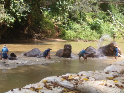 Chiang Mai elephant bath Chiang Mai elephant bath